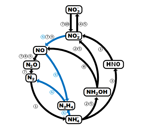 生物除氮(上)：各種除氮菌之個別反應